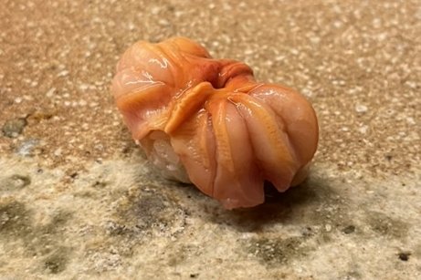 An akagai ark shell nigiri on a stone plate