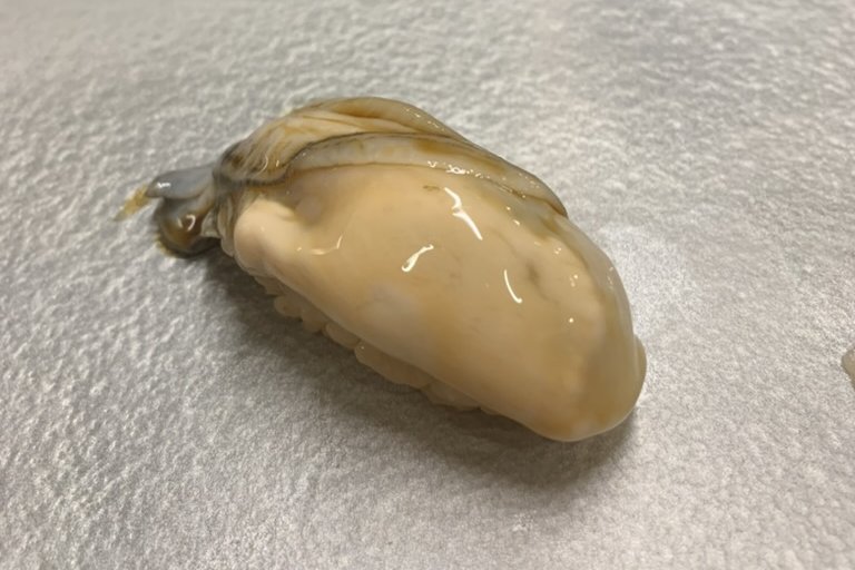 A plump oyster (kaki) nigiri, glossy on the rice, on a pale stone plate