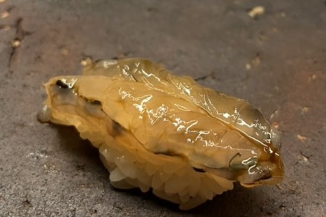 A raw kuruma-ebi tiger prawn nigiri on a dark stone plate